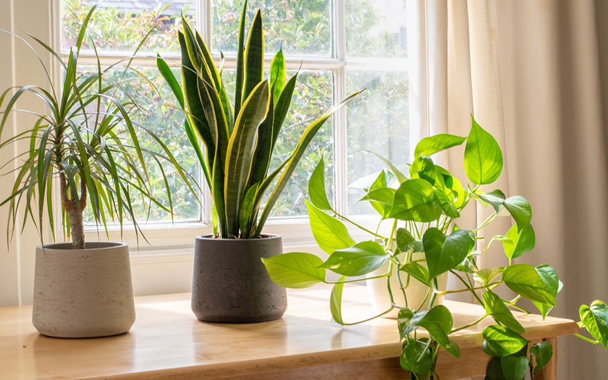 Les bienfaits des plantes en décoration d&rsquo;intérieur